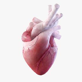 3D 8k Human Heart Rigged model